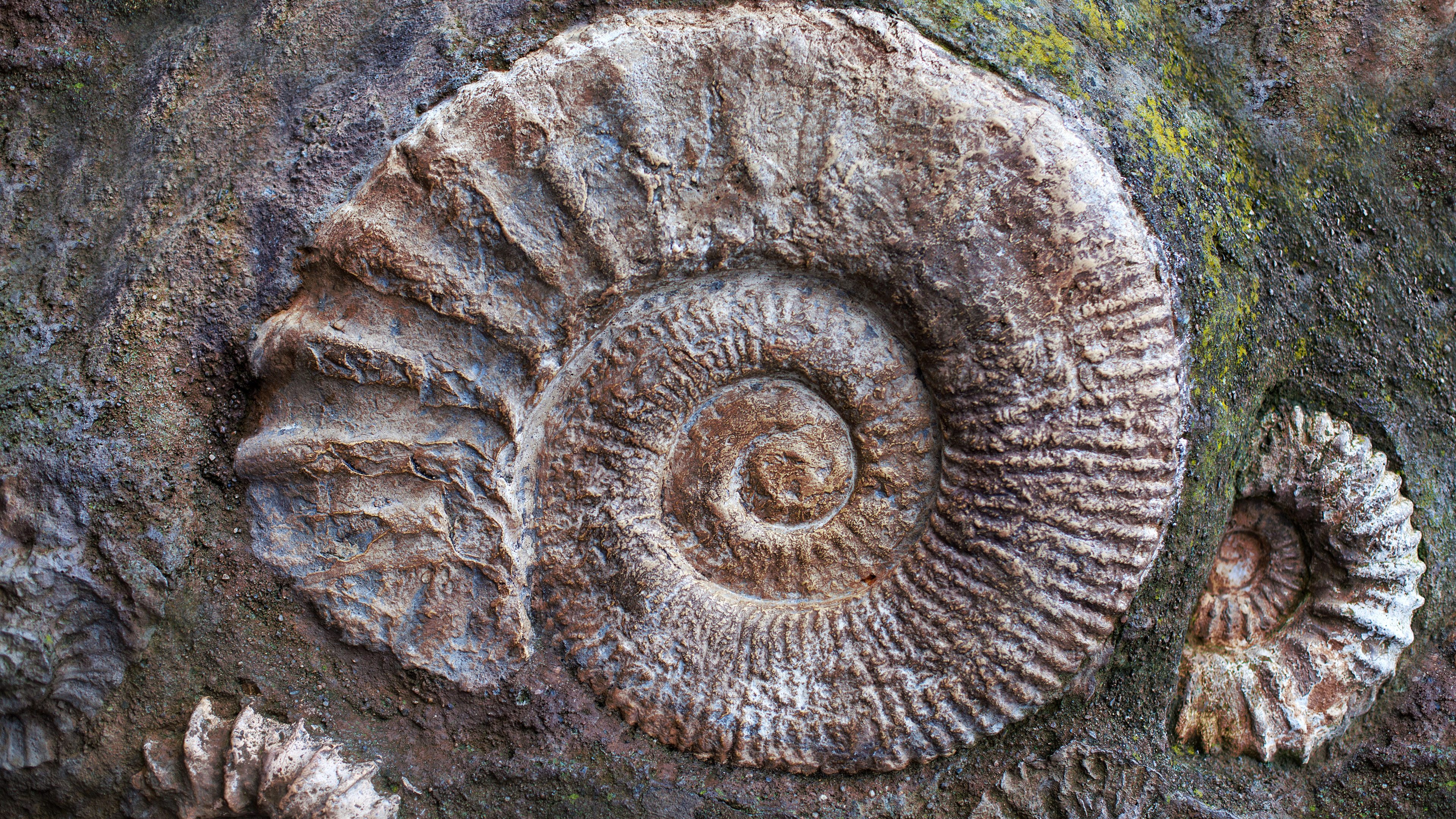 20261014_OHR.AmmoniteFossils_EN-US6354038755_UHD_bing.jpg